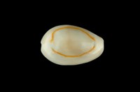 藏品(金環寶螺)的圖片